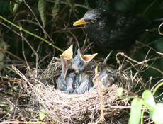 Amsel-4-Tag-7.jpg